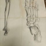 4 Quatre dessins académiques anatomiques du début du XXe siècle