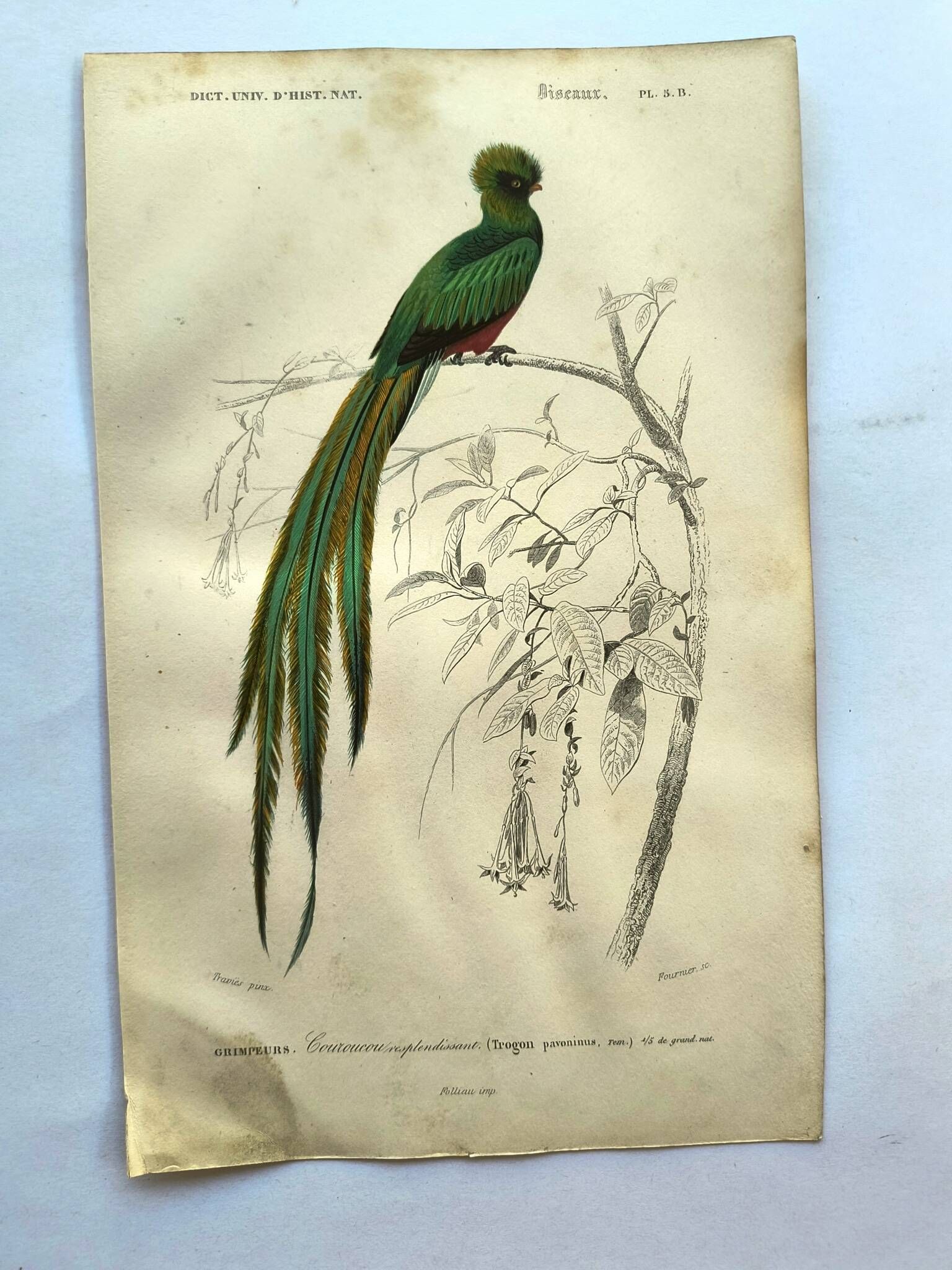 Planche ancienne 1849 - Couroucou par E.Travies - Gravure oiseaux naturel