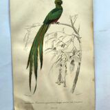 Planche ancienne 1849 - Couroucou par E.Travies - Gravure oiseaux naturel