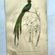 Planche ancienne 1849 - Couroucou par E.Travies - Gravure oiseaux naturel