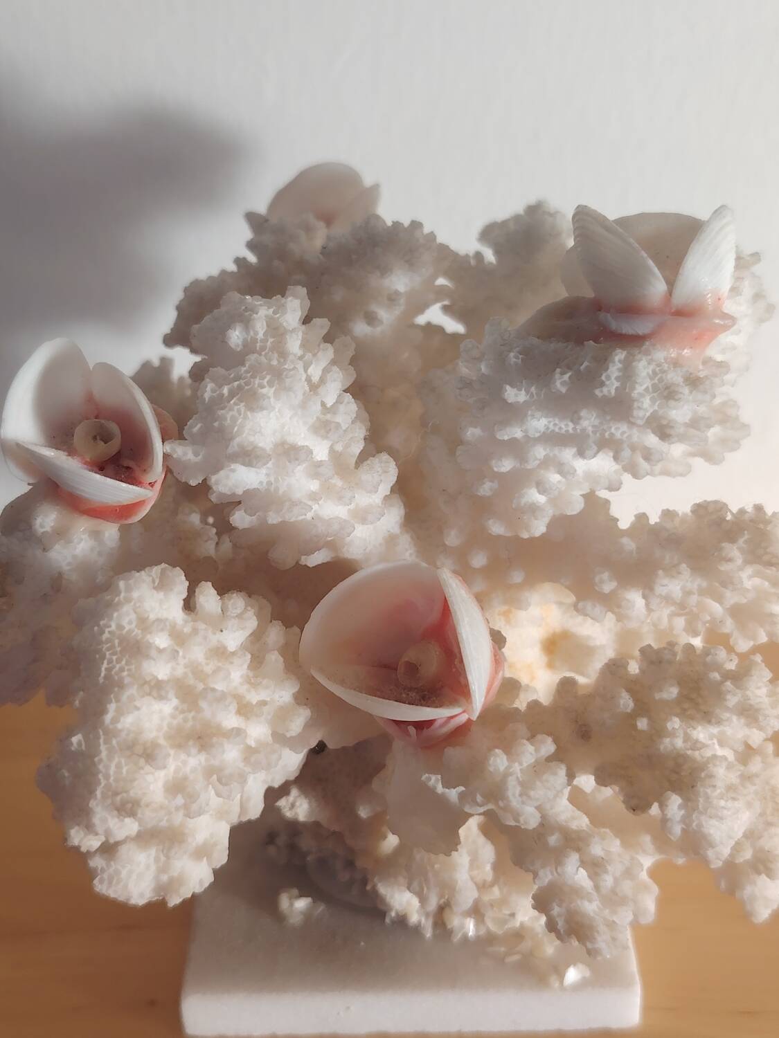 Antique white coral adorned with pink seashells