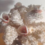 Antique white coral adorned with pink seashells