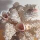 Old white coral adorned with pink shells.