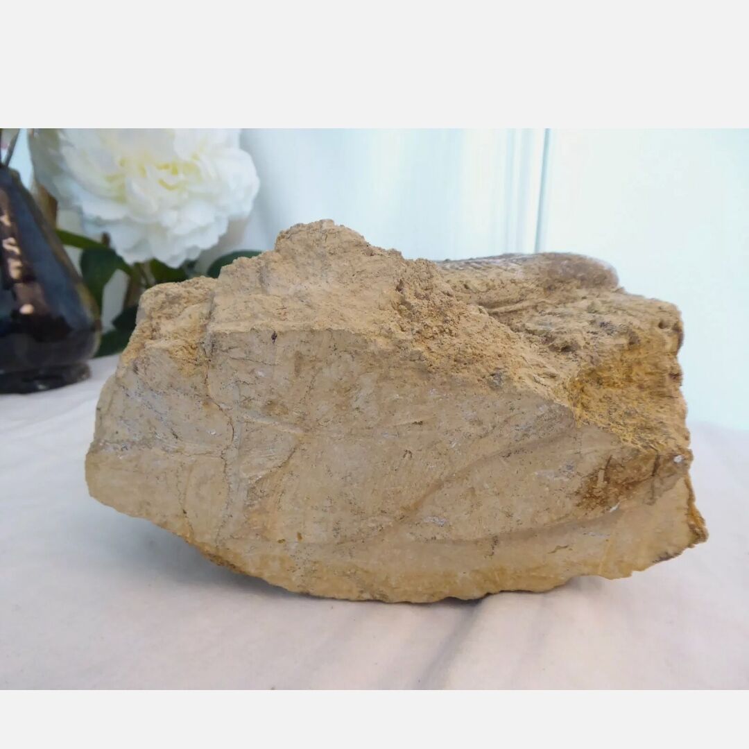 Fossil ammonite curiosity cabinet