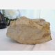 Fossil ammonite curiosity cabinet