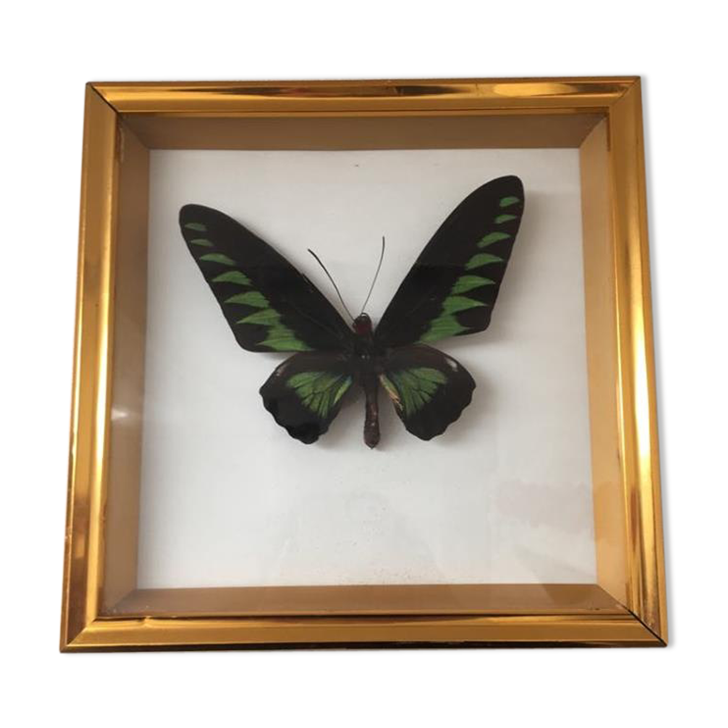 Frame butterfly taxidermy