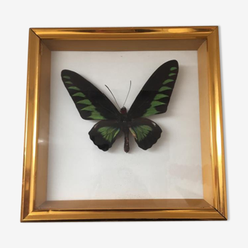 Cadre  papillon taxidermie