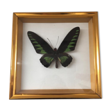 Frame butterfly taxidermy