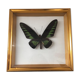 Frame butterfly taxidermy