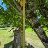 Antique chandelier from the 1930s