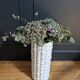 Vintage Italian ceramic cache pot "bamboo"