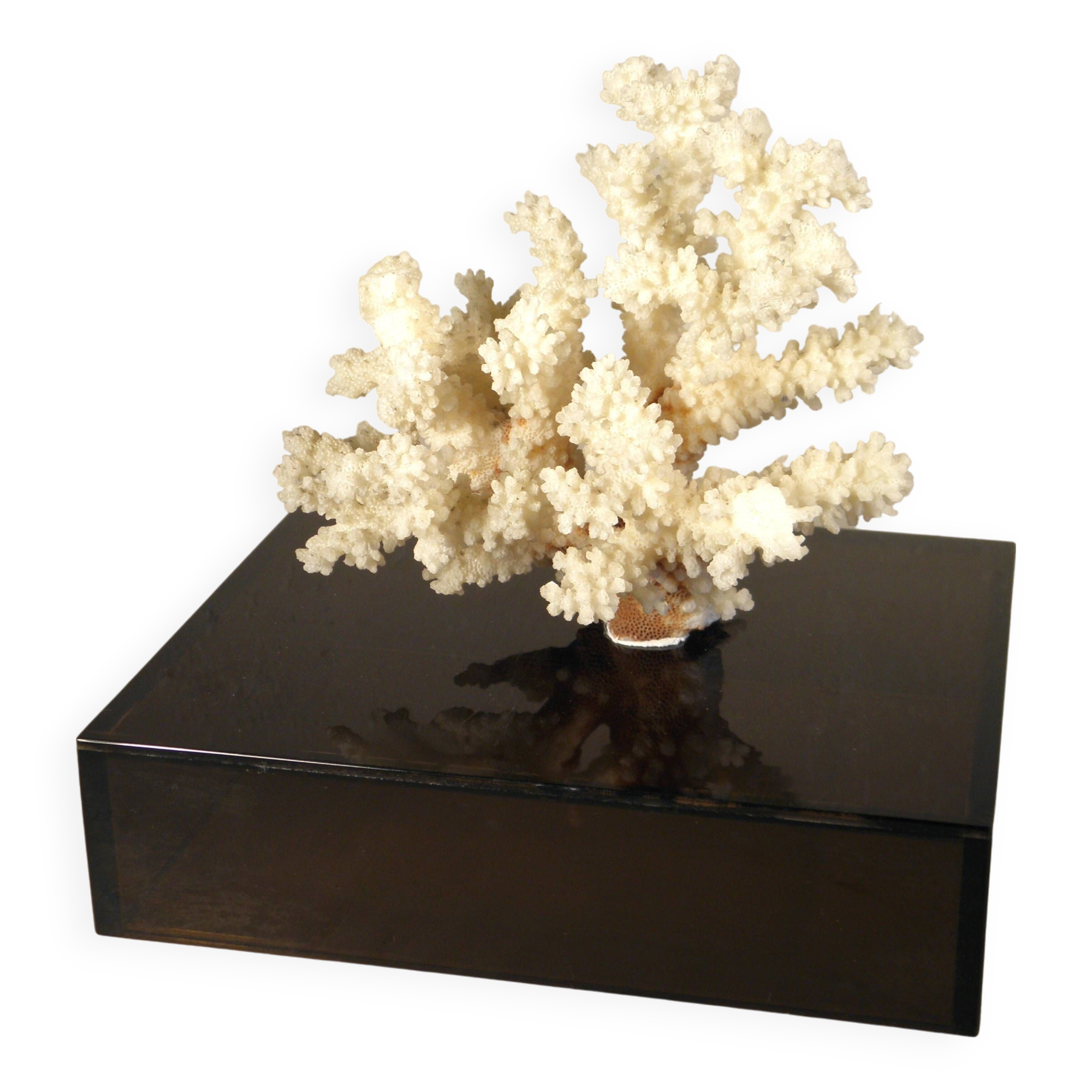 Coral on base