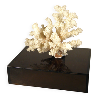 Coral on base