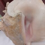 Shellfish