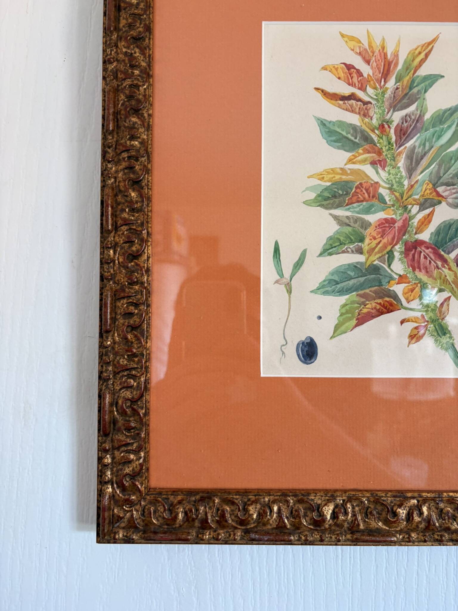 Tableau Aquarelle Iconographie Fleurs Naturalisme Amarante Tricolore Natura