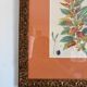 Tableau Aquarelle Iconographie Fleurs Naturalisme Amarante Tricolore Natura