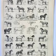 Old engraving 1898, Horses, breed, anatomy, race • Original and vintage lithograph
