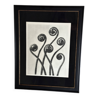 Héliogravure / Photogravure originale, encadrée -  Karl Blossfeldt - 1942