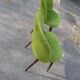 Paire de chaise moumoutte