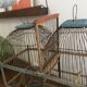 Double bird cage