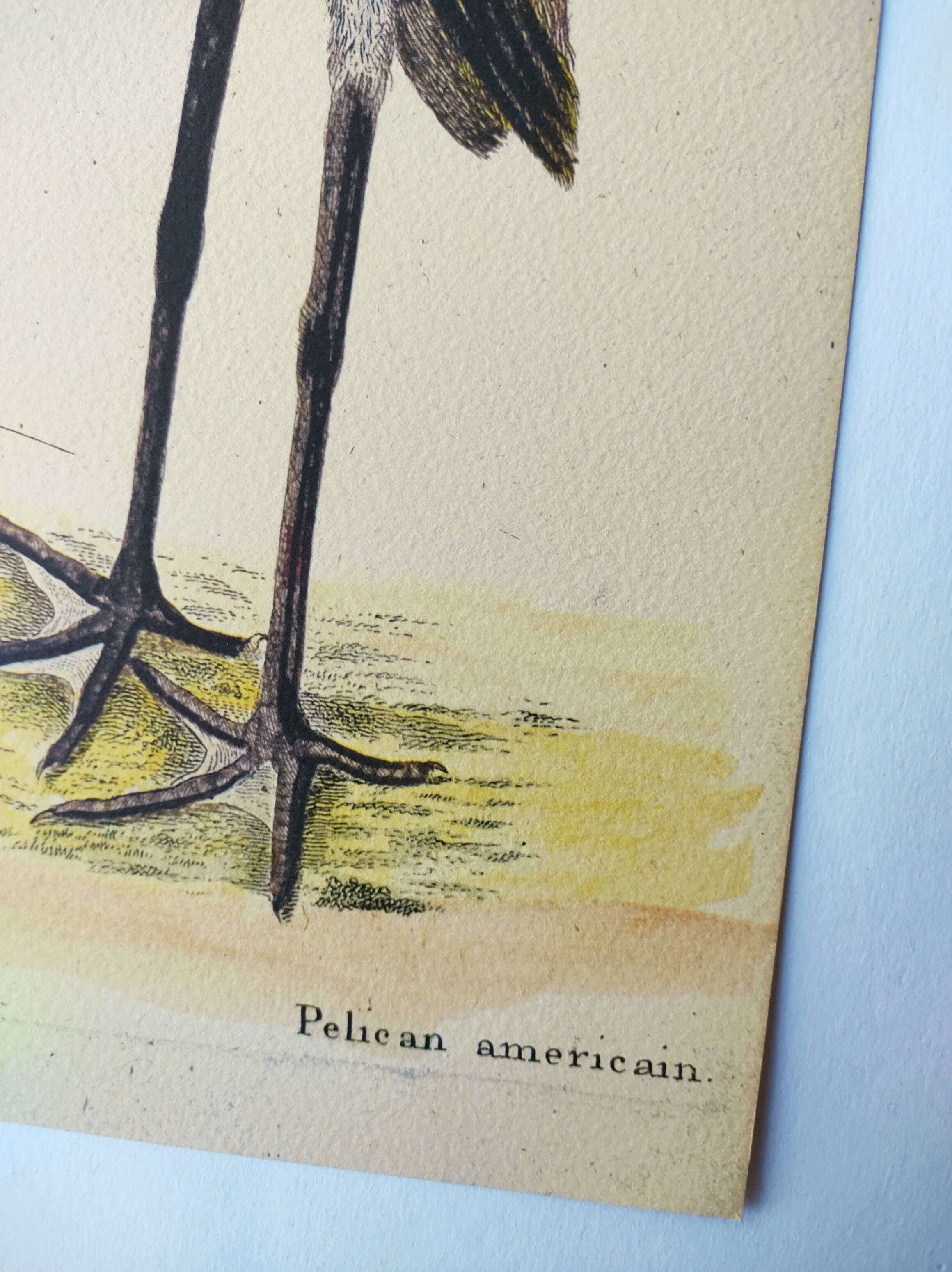 Antique bird engraving - American Pelican - Zoological plate by Seligmann & Catesby