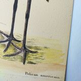 Antique bird engraving - American Pelican - Zoological plate by Seligmann & Catesby