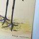 Antique bird engraving - American Pelican - Zoological plate by Seligmann & Catesby