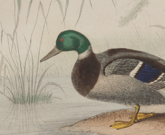 Lithography board engraving vintage birds - 1850