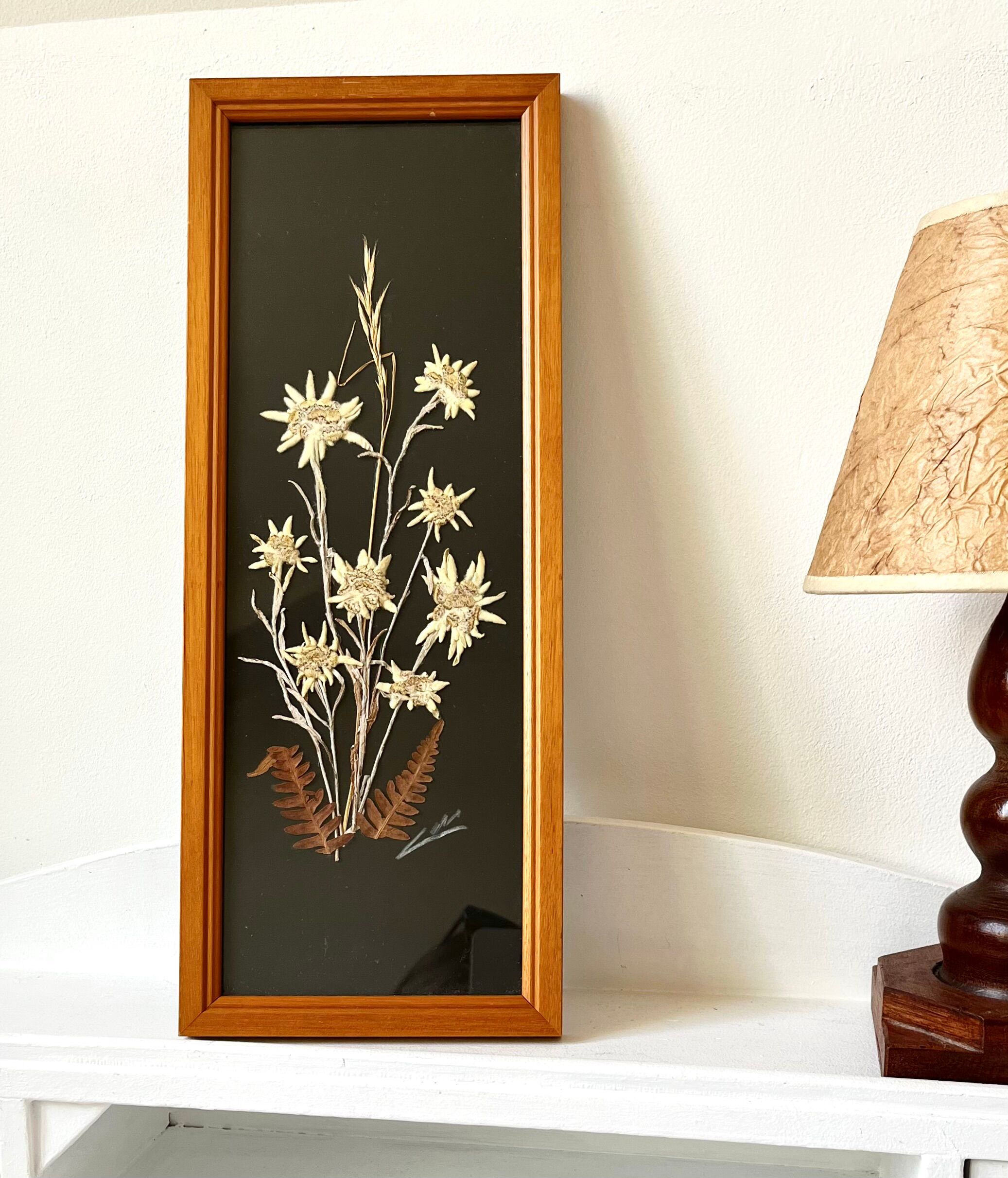 Vintage mountain edelweiss flower herbarium frame