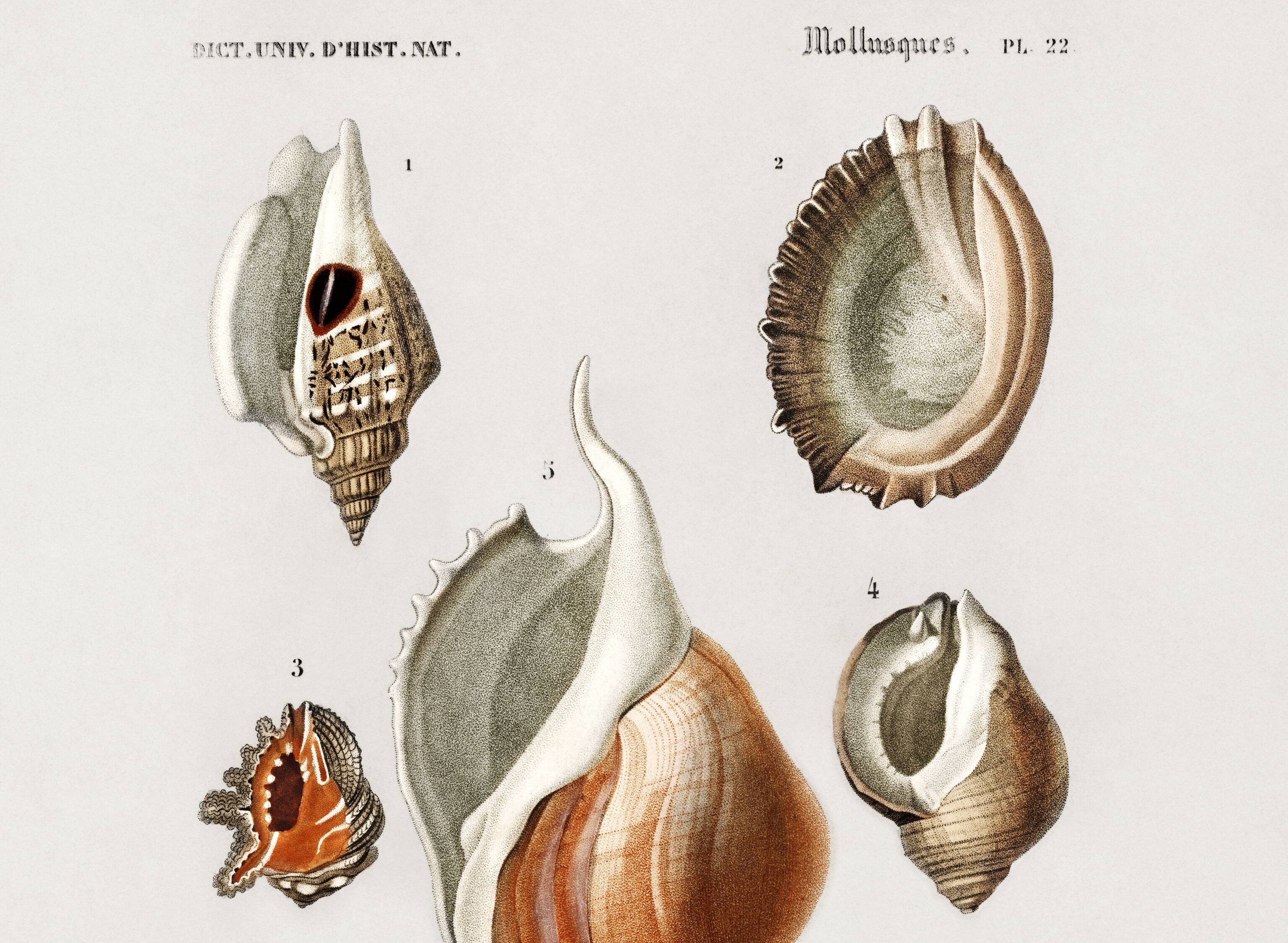 Poster on sea shells, based on an old engraving from 1849.