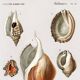 Poster on sea shells, based on an old engraving from 1849.
