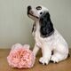 Vintage ceramic dog