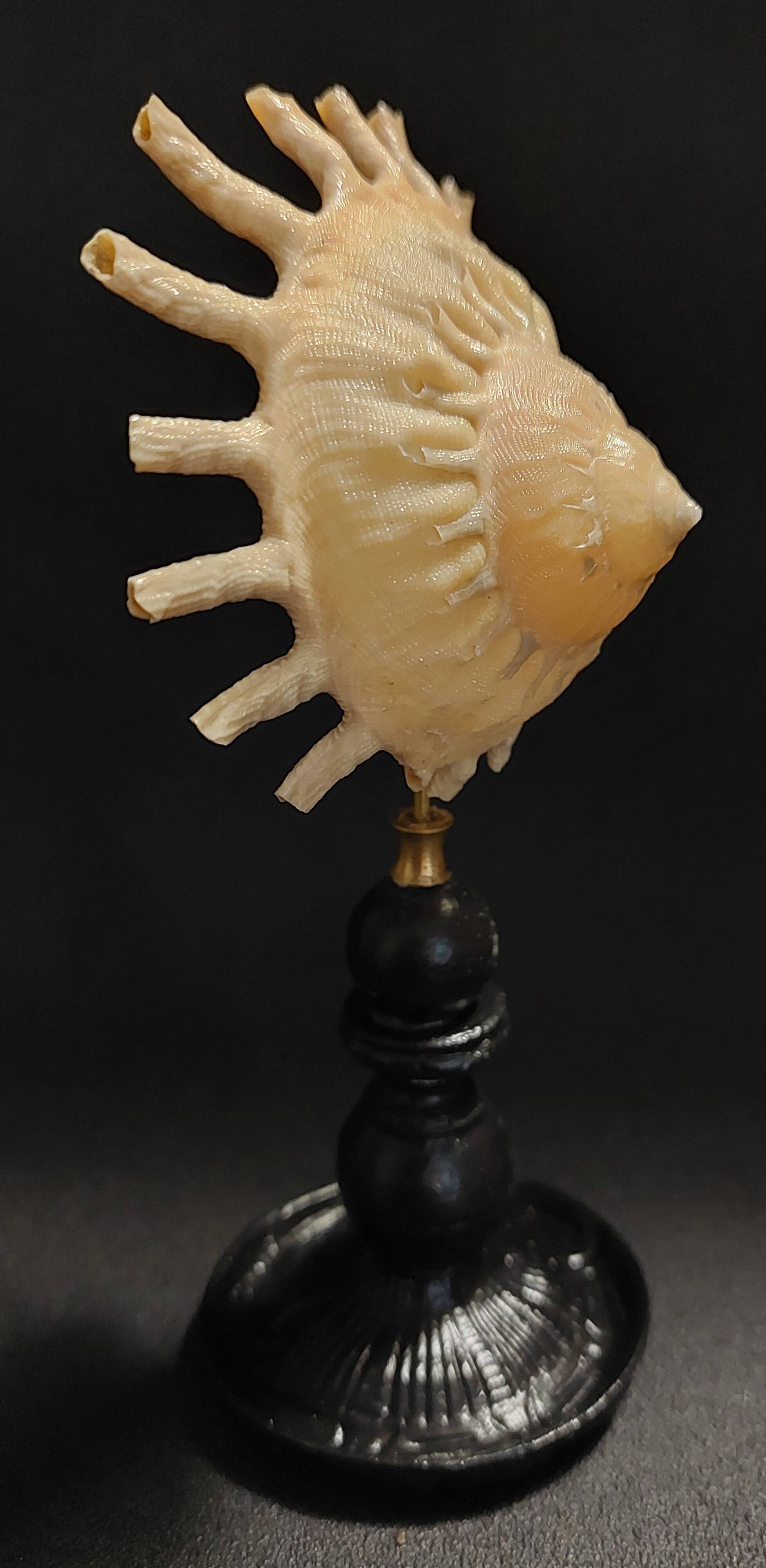 Cabinet of Curiosities Stellaria solaris shell on base