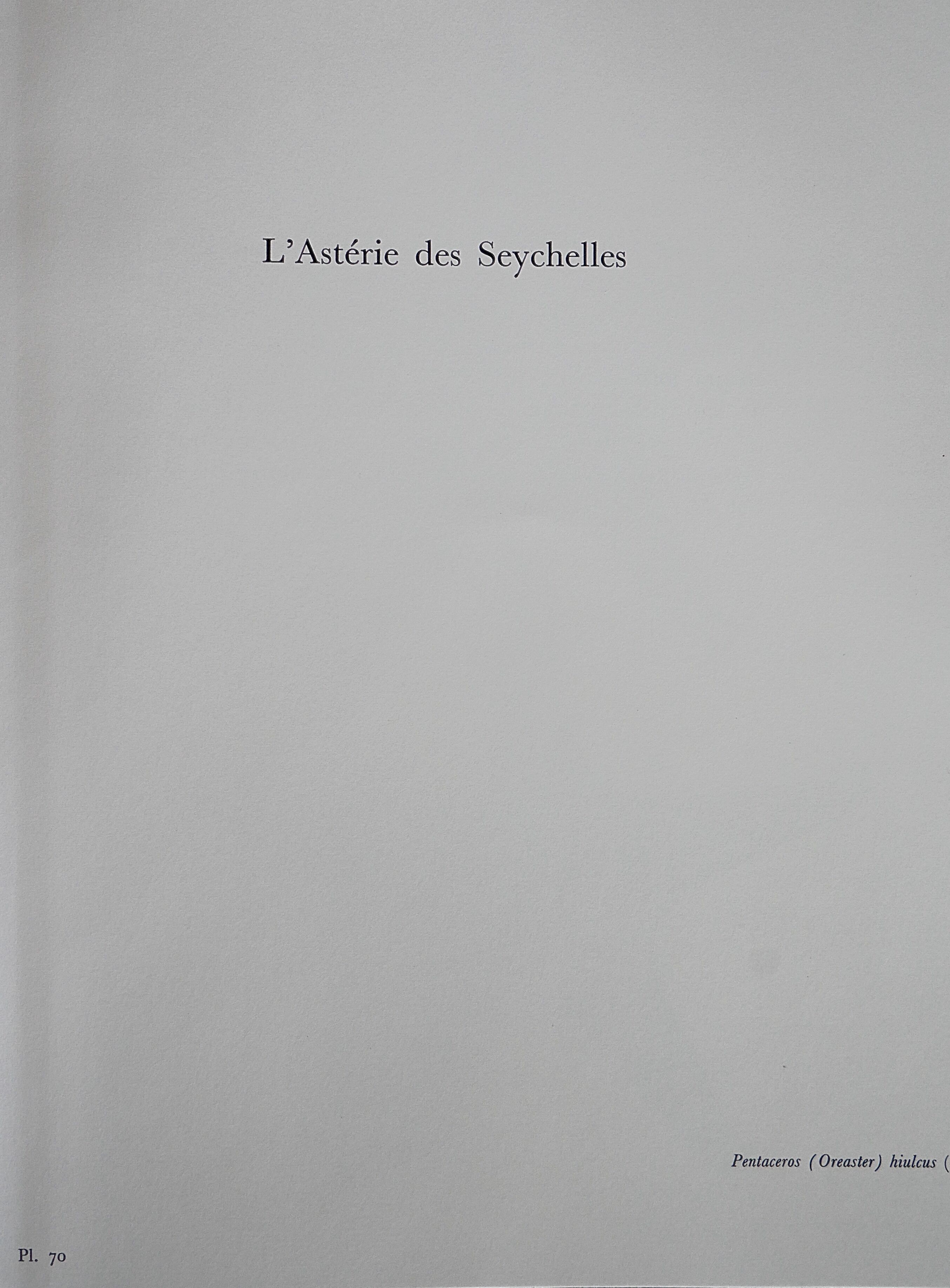 Bestiary Board Seychelles Asterie