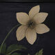Displays educational anemone Nemorosa 1950