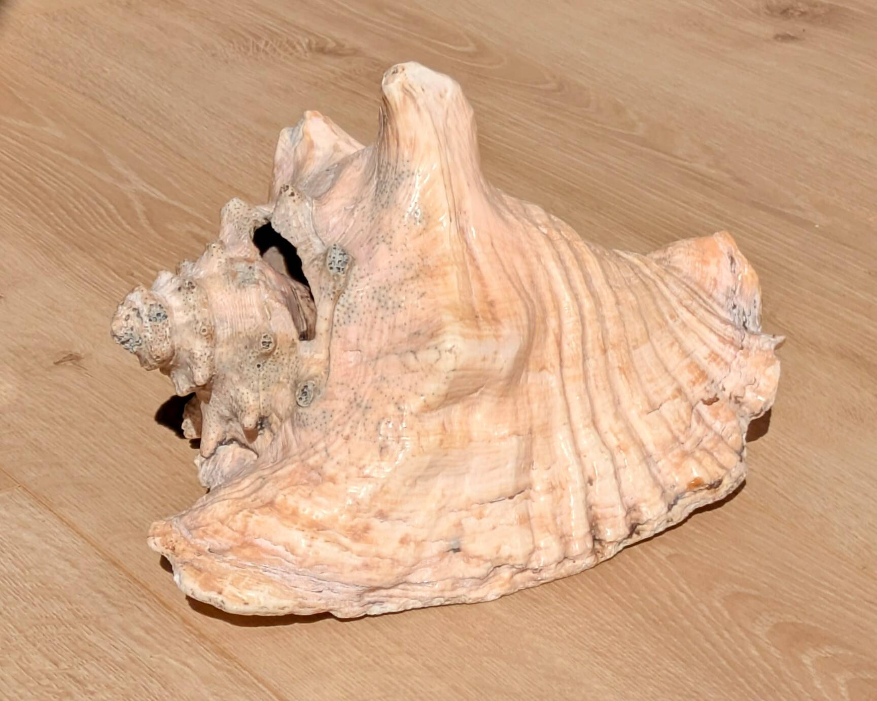 Conch Marine shell - Strombus alatus 26 cm 1.6 kg