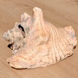 Conch Marine shell - Strombus alatus 26 cm 1.6 kg