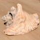 Conch Marine shell - Strombus alatus 26 cm 1.6 kg