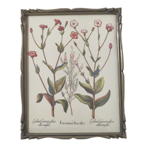 Planche de botanique fleurs sauvages