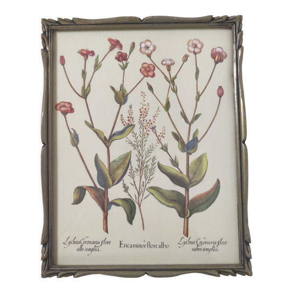 Planche de botanique fleurs sauvages cadre bois à poser — Beyit
