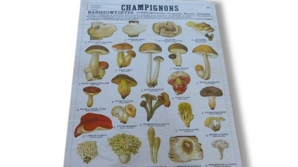 Educational poster DEYROLLE