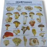 Educational poster DEYROLLE