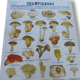 Educational poster DEYROLLE