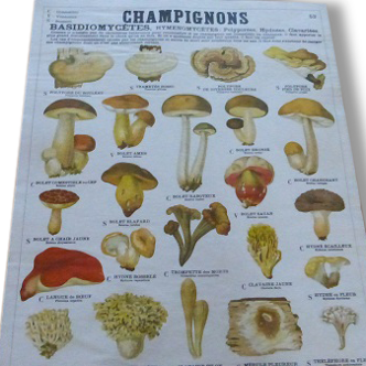 Educational poster DEYROLLE