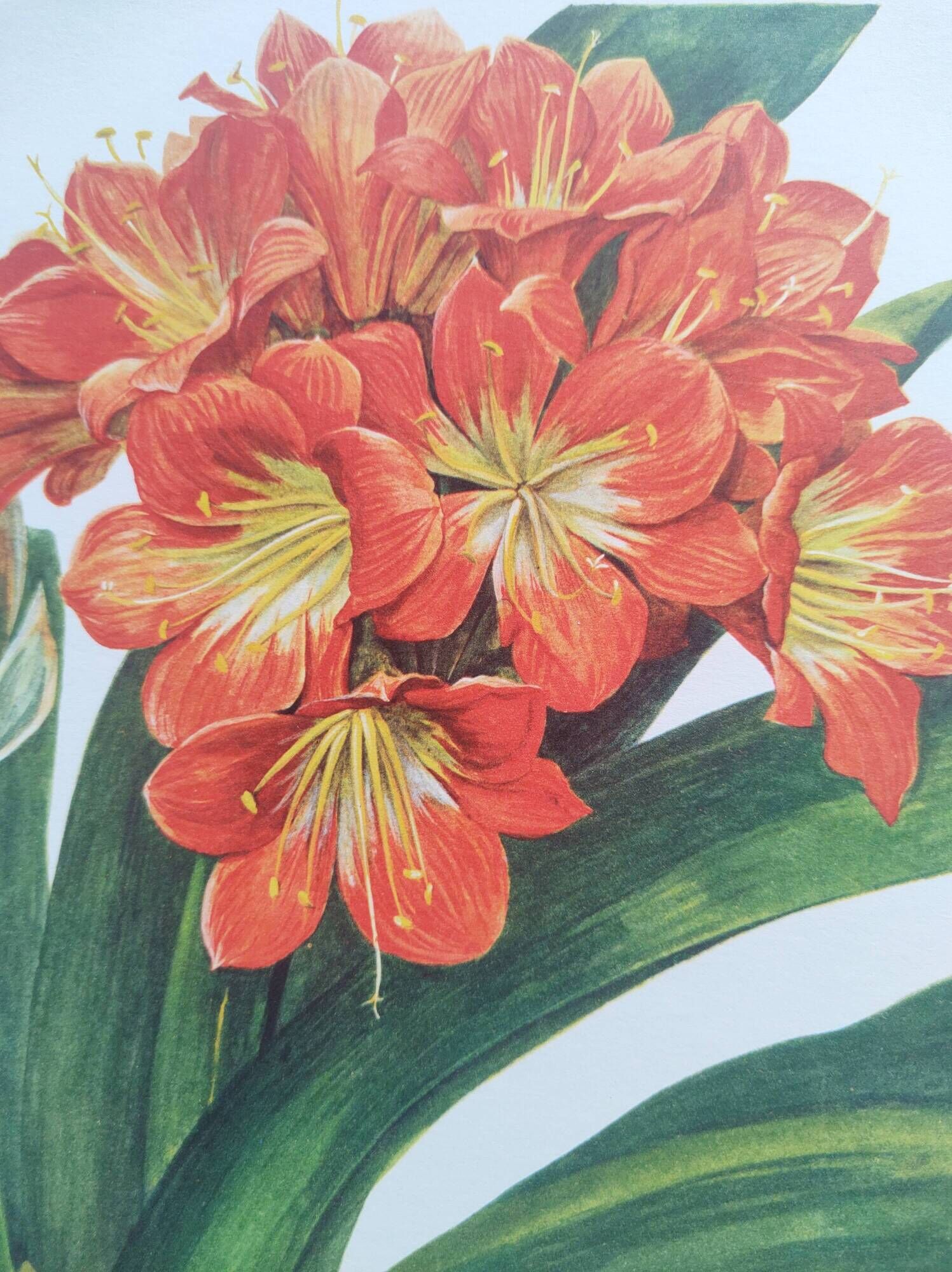 Vintage botanical plate from 1978 - Scarlet Clivia - Plant engraving - Watercolor M.Rollinat