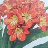 Vintage botanical plate from 1978 - Scarlet Clivia - Plant engraving - Watercolor M.Rollinat
