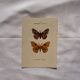 Botanical Plate 1800 Old naturalist engraving 19th century double-sided