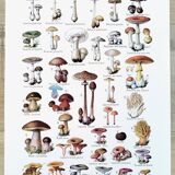 Mushroom poster, based on a 1920 lithograph
