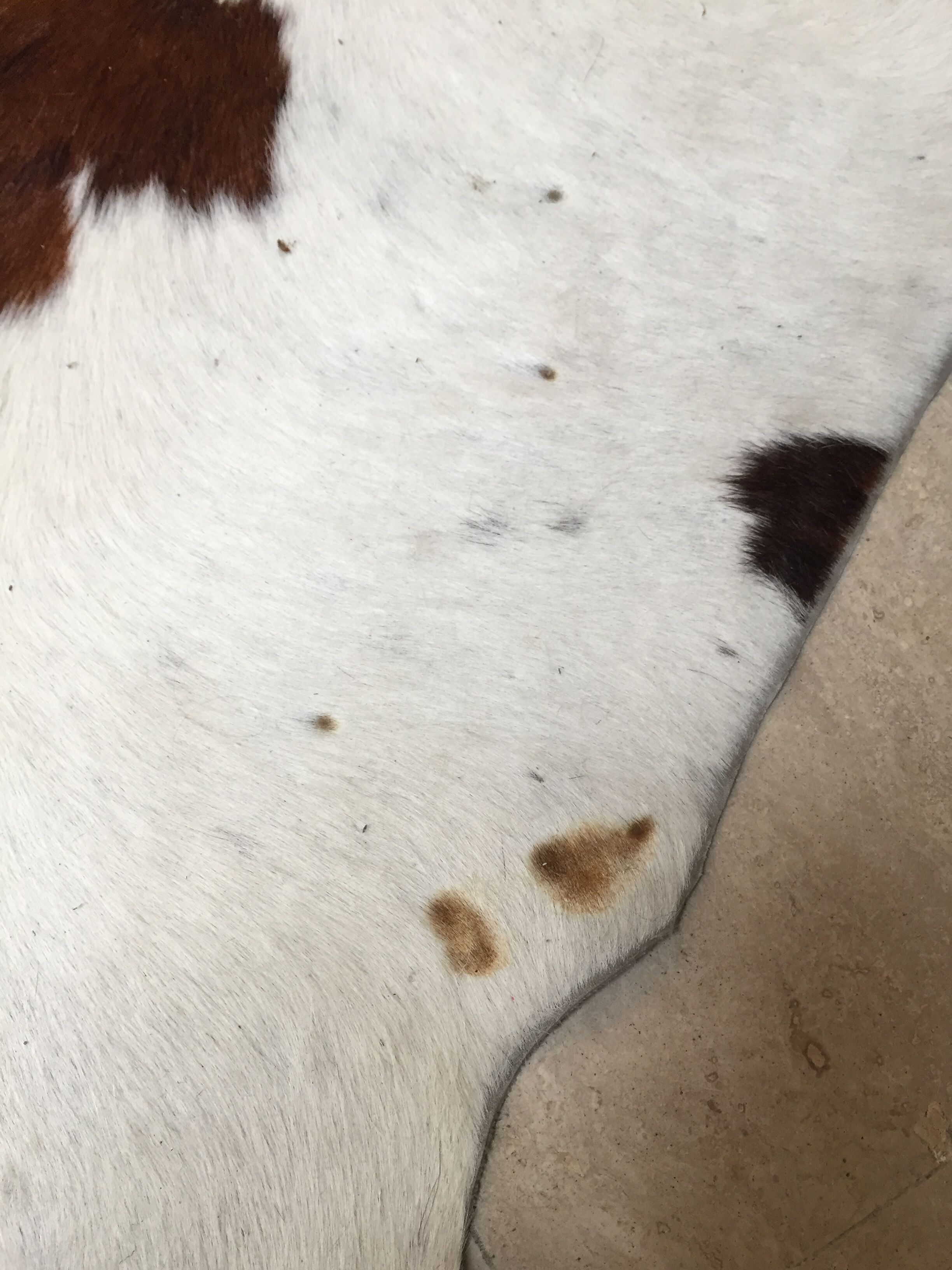 XxL vintage cow skin rug 1970