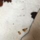 XxL vintage cow skin rug 1970